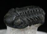 Cute Phacops Trilobite - Mrakib, Morocco #27339-4